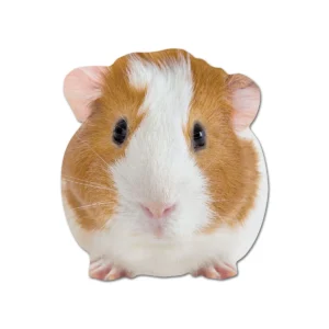 Note Card - Guinea Pig