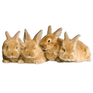 Note Card - Row of Bunnies